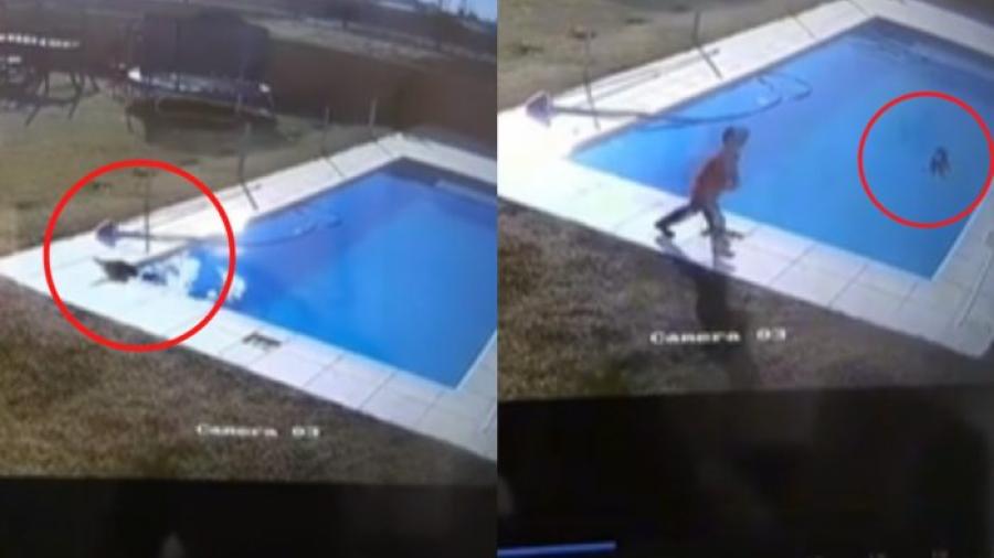 Niño de 5 años salva a su perro de morir ahogado
