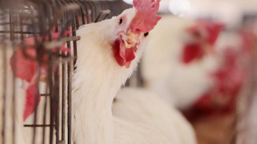 Detectan brote de gripe aviar en granjas de Aguascalientes