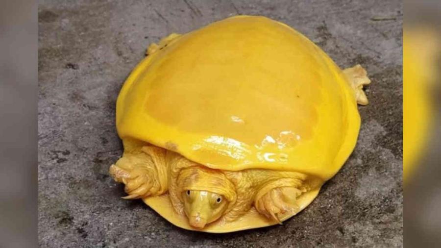 Encuentran extraña tortuga amarilla en India