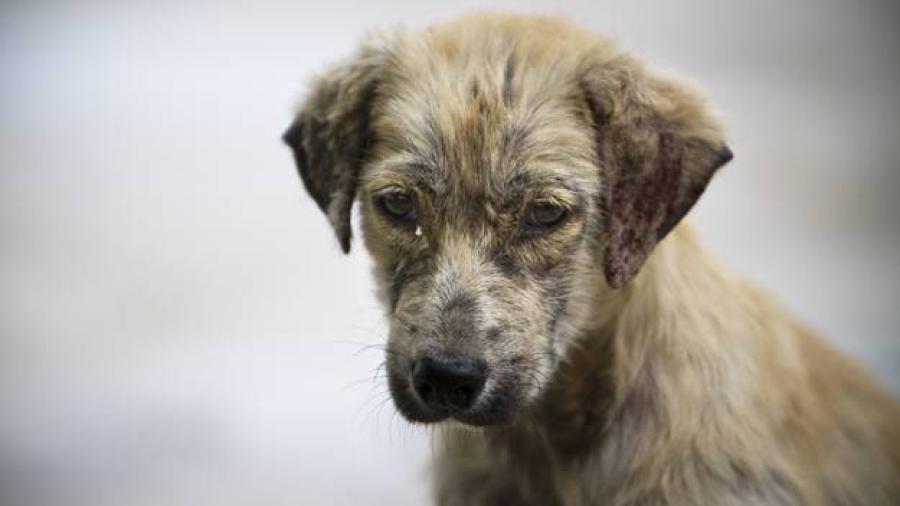 Suman 40 muertes en Sonora por Rickettsia