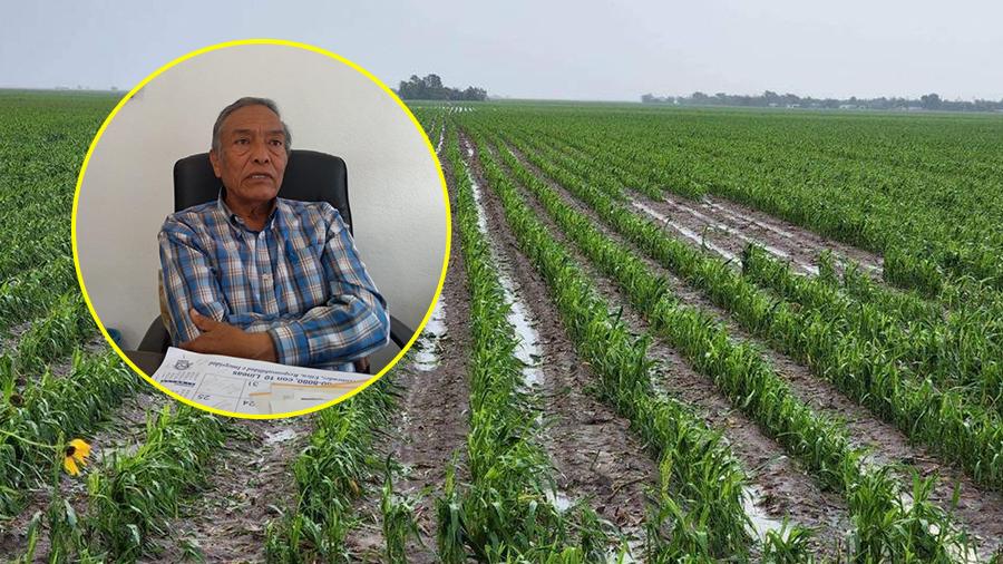 Autorizan a campesinos regar mitad de sus cultivos, por sequía 