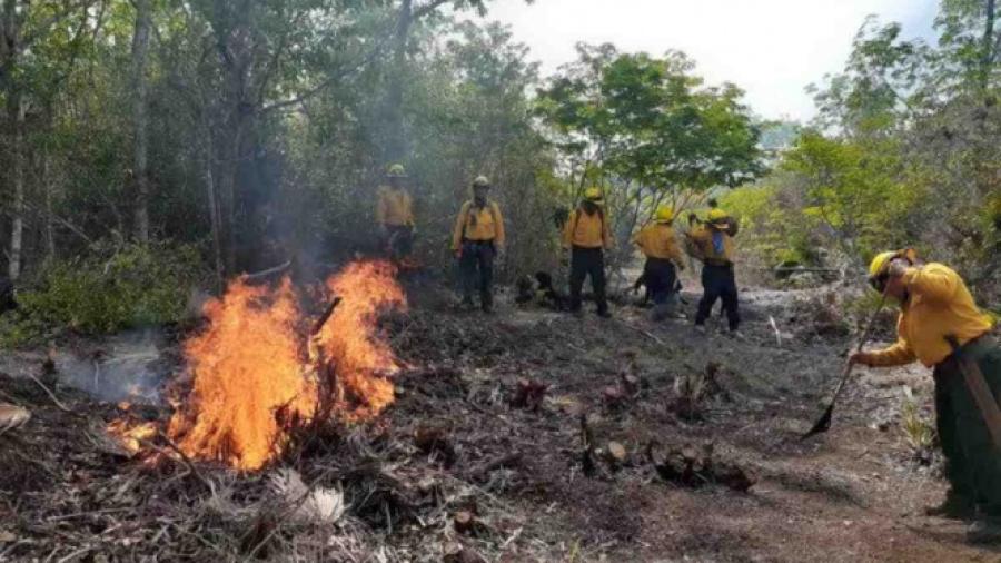 Quintana Roo reporta 11 incendios forestales