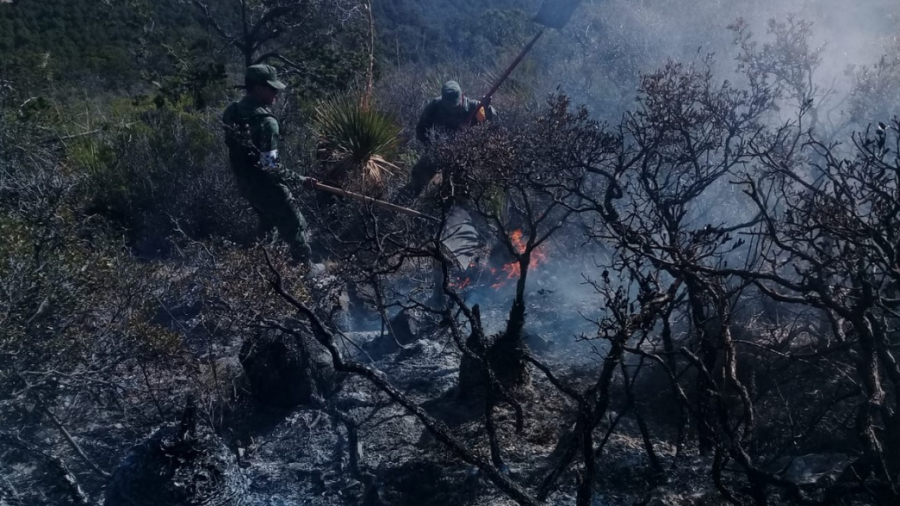 Se incendian 600 hectáreas de la Sierra de Arteaga, en Coahuila