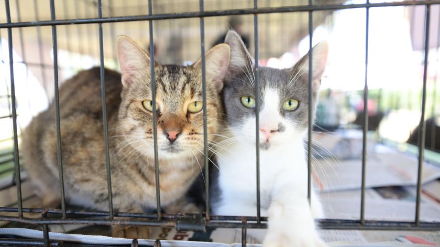 Gobierno Municipal realiza Feria de adopción canina y felina