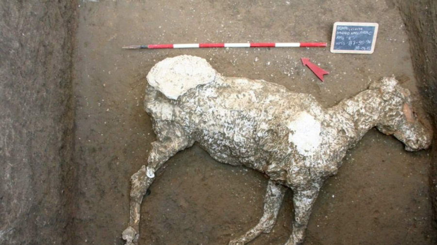 Hallan restos de un caballo en ruinas de Pompeya