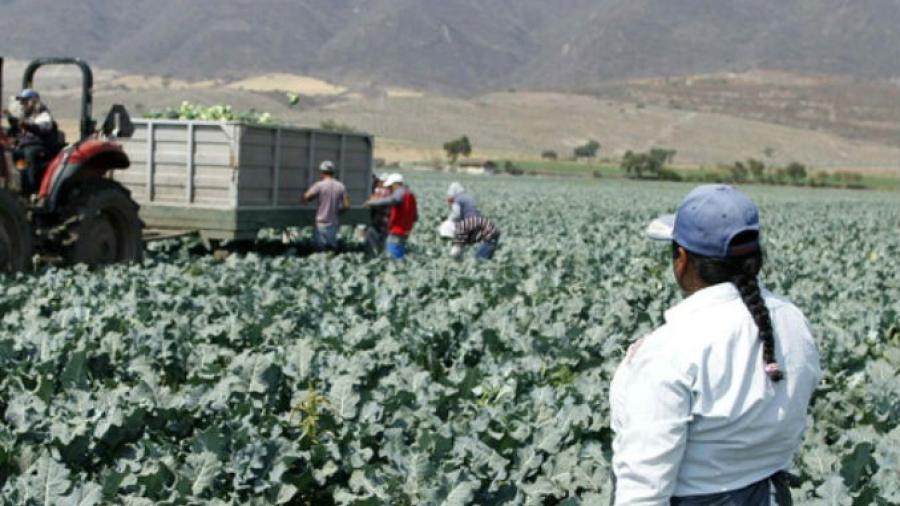 Desaparecidos 80 indígenas explotados