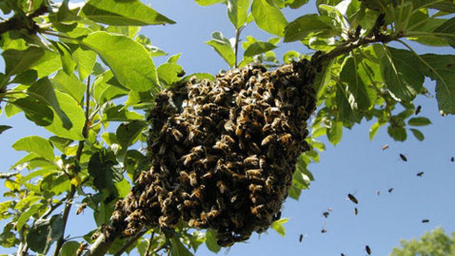 Empleados son hospitalizados por picaduras de abejas 