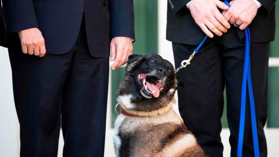 Condecora Trump a perrita que participo en el operativo contra líder yihadista