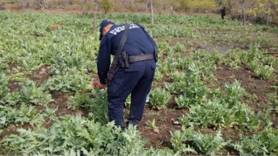 PF destruye 19 plant&iacute;os de amapola en Guerrero