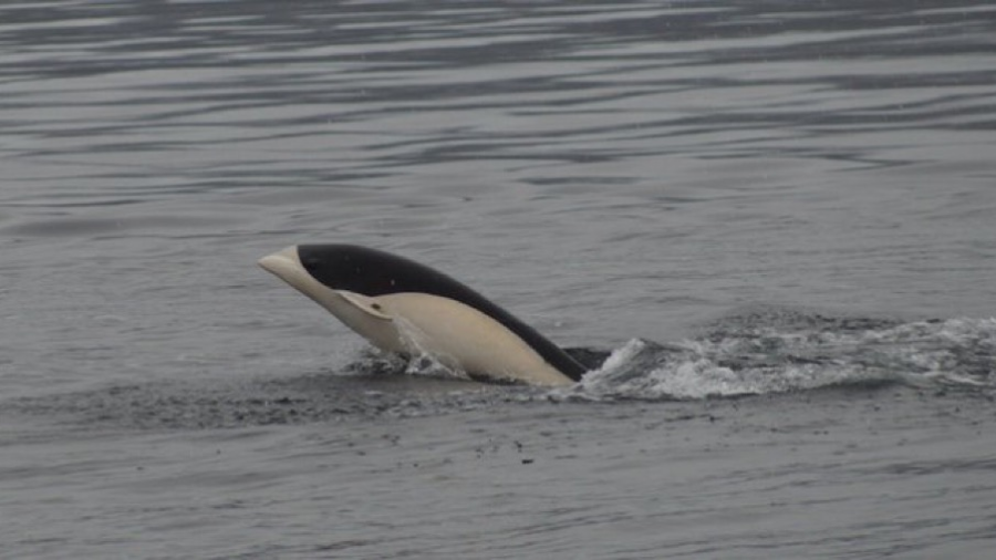 Captan por primera vez en Chile un Delfín Liso en el Estrecho de Magallanes