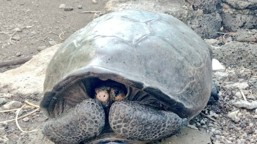 Hallan espécimen de tortuga que creían extinta hace cien años