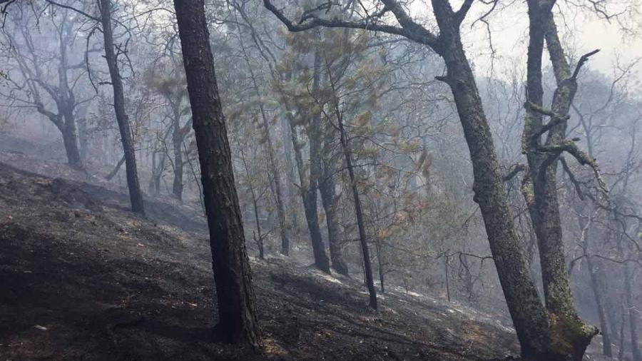 9 muertos por incendios forestales en Oaxaca