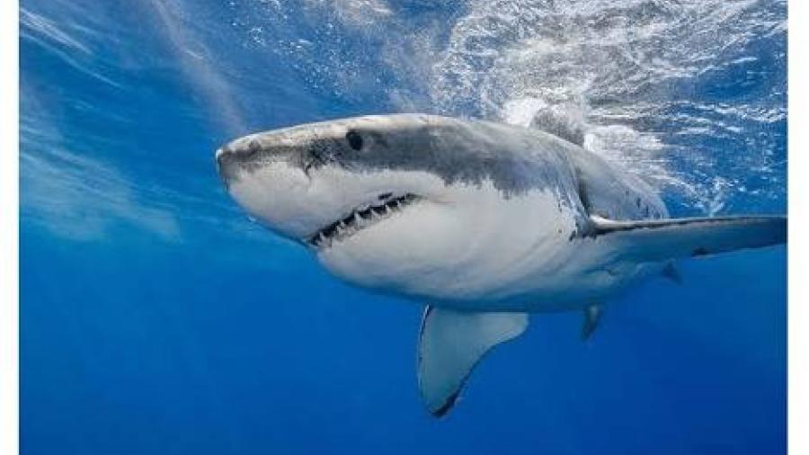 Muere hombre tras ser mordido por un tiburón en Massachusetts