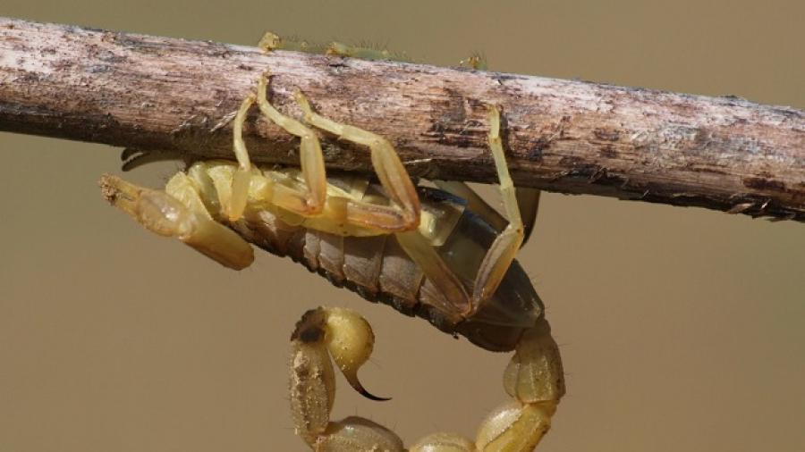 Se multiplican alacranes por altas temperaturas