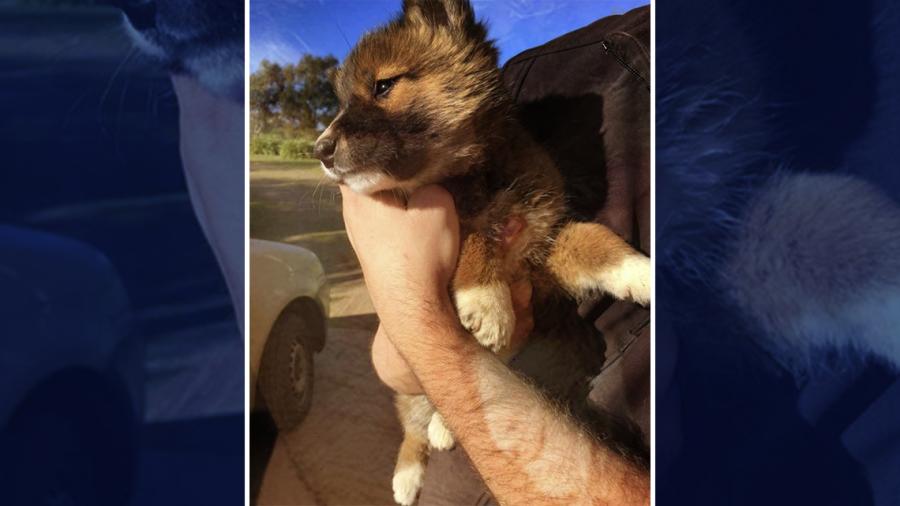 Pensaba que era un zorro o un perro, pero resultó ser algo más sorprendente