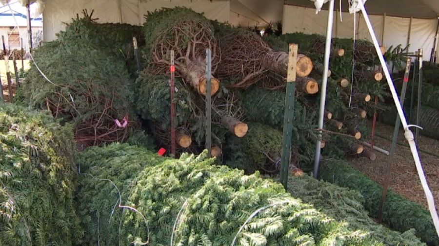 Abren centros de acopio de pinos navideños en McAllen