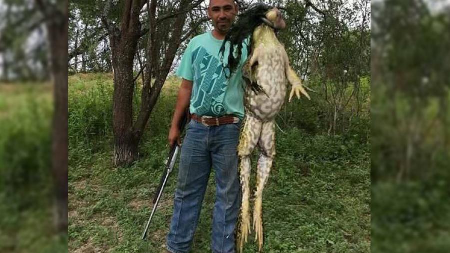 Capturan a rana gigante en Brownsville, Texas