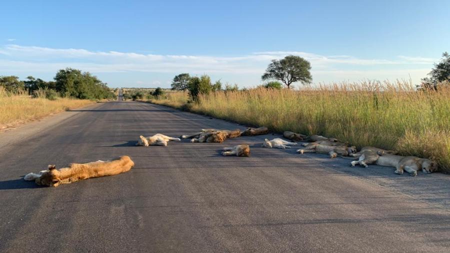 Así descansan leones en el Parque Nacional Kruger durante el confinamiento
