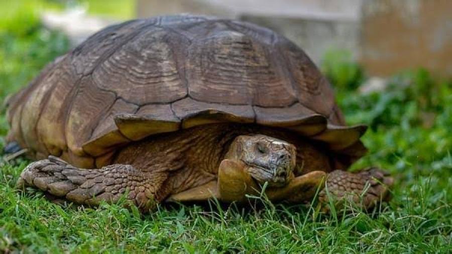 A los 344 años muere “Alagba”, la tortuga más vieja de África