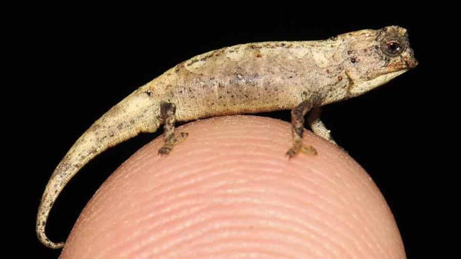 Hallan en Madagascar, el reptil más pequeño del mundo