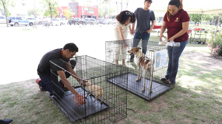 Llevará a cabo Gobierno Municipal nueva edición de feria de adopción
