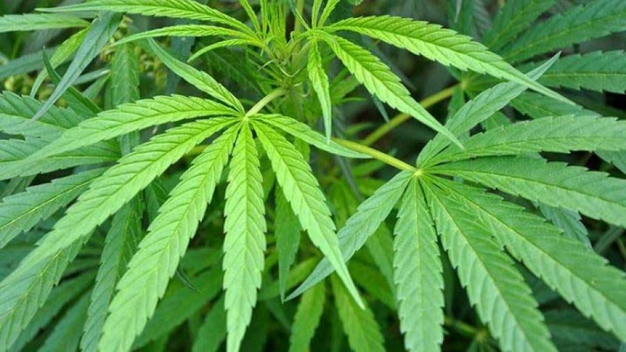 Inicia venta de productos con mariguana