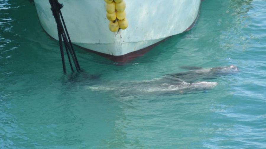 Japón inicia temporada de caza de delfines