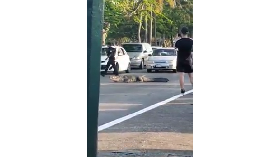 Juancho se pasea por calles de Tampico
