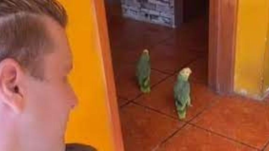 Tiernos loritos conquistan TikTok cantando "Corre" de Jesse & Joy