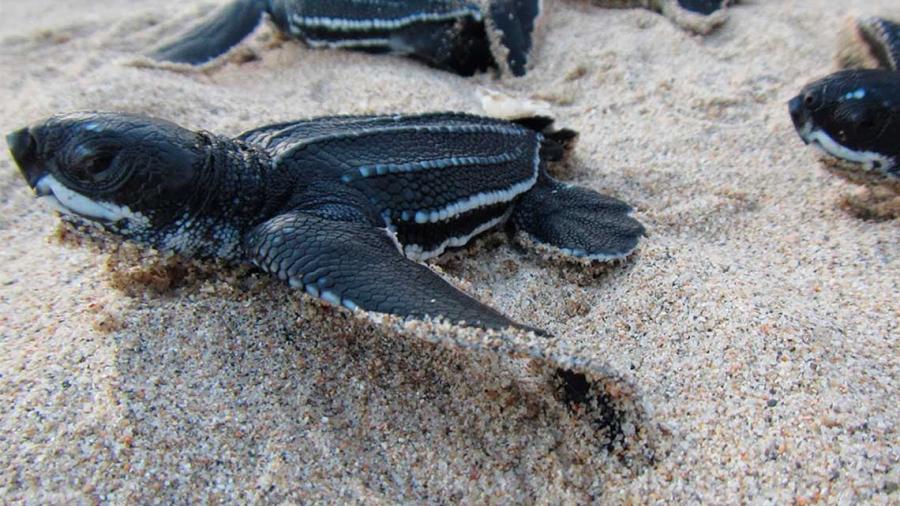 En Oaxaca inicia el nacimiento de cr&iacute;as de tortuga golfina