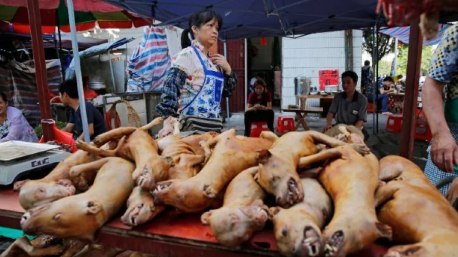 Shenzhen prohíbe consumo humano de perros y gatos