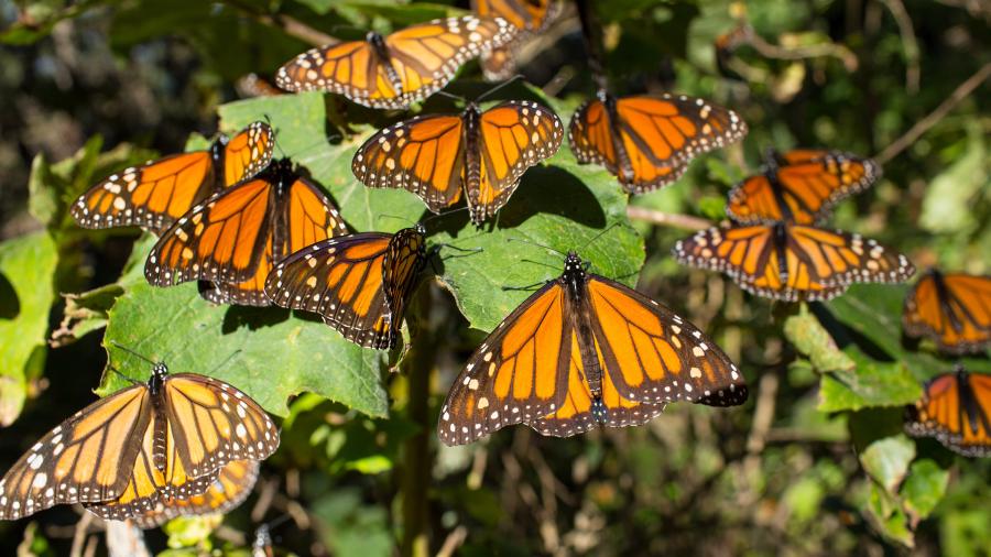Michoacán listo para arribo de mariposa monarca