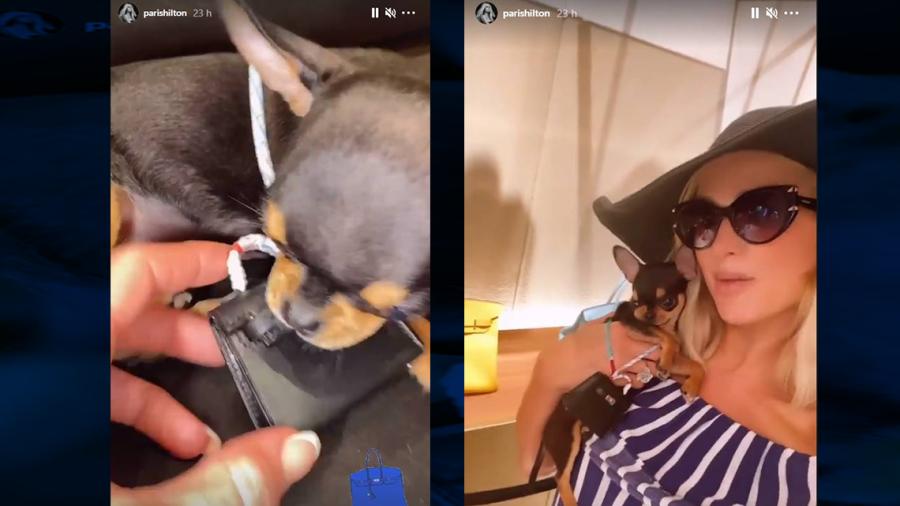 Paris Hilton compra bolso de 5 mil dólares a su perrito