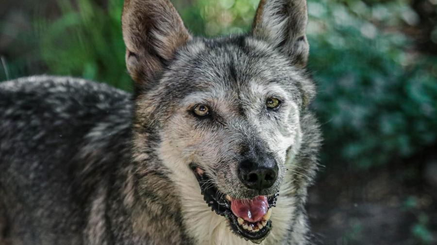 Disfruta de más de 100 especies en el zoológico Tamatán estas vacaciones