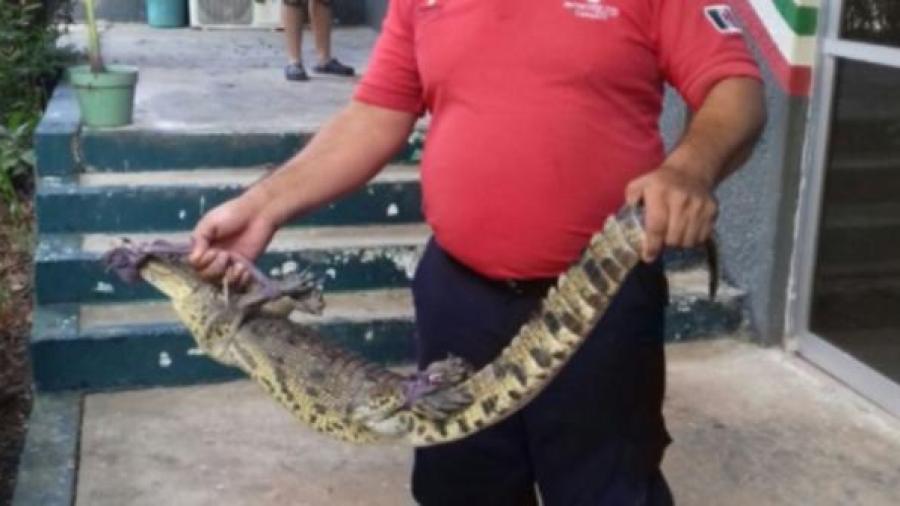 Captura Profepa un cocodrilo en casa de Villahermosa