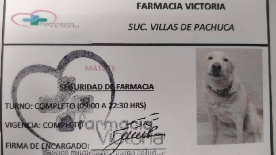 Farmacia contrata a ‘lomito’ como su jefe de seguridad