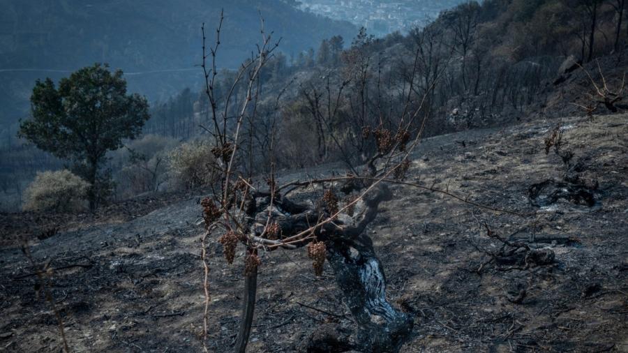 Italia sufre más de 30 mil incendios forestales en el último mes