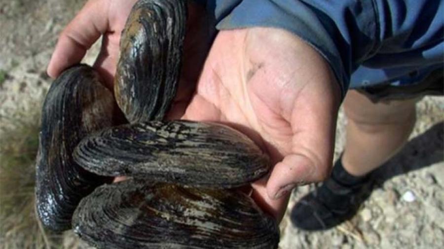 Mejillones dan positivo a opiáceos en EU