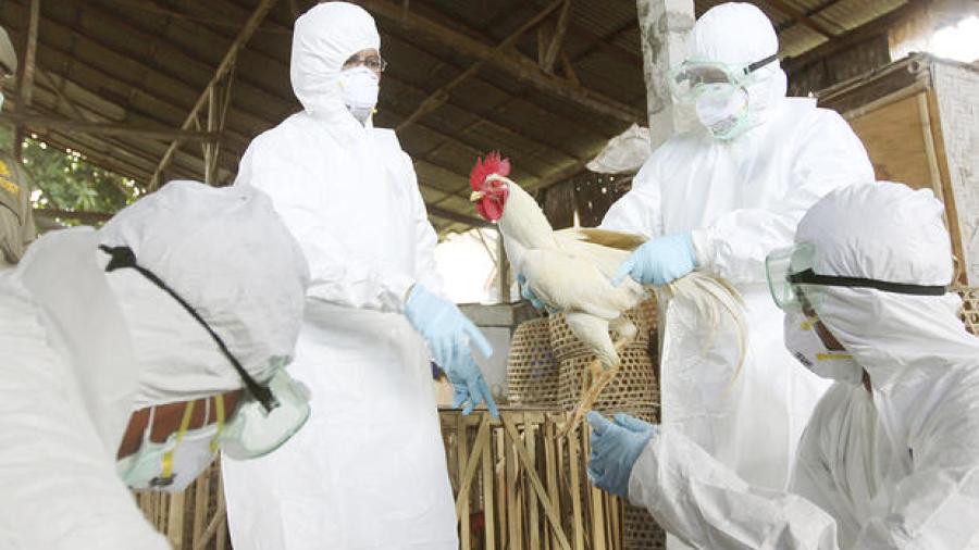 Bolivia se declara en alerta ante gripe aviar en Chile