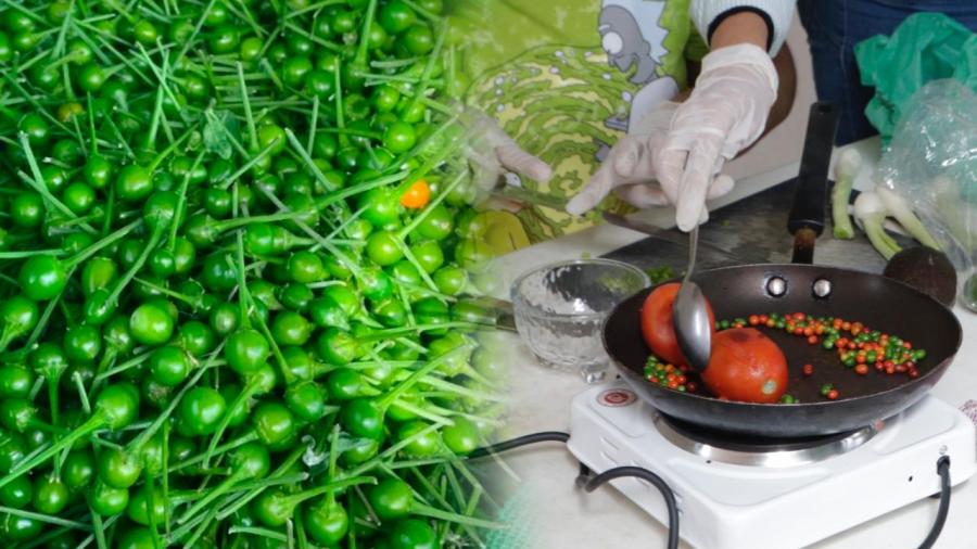 La UAT impulsa la preservación del chile piquín como símbolo de identidad regional