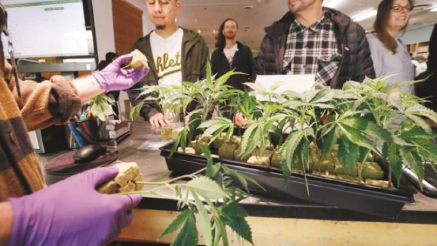 Más de 250 mil empleos para 2020 en producción de marihuana