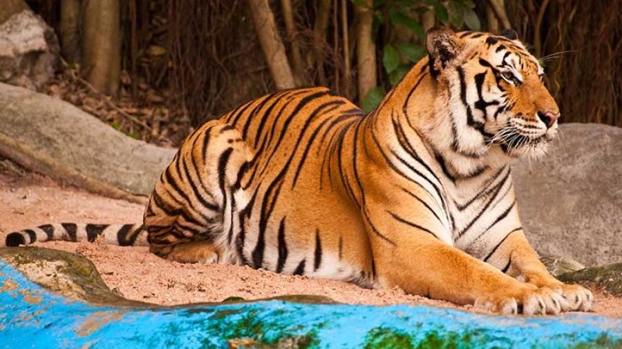 Tienen nuevo hábitat los tigres de bengala en Zoológico de Nuevo Laredo