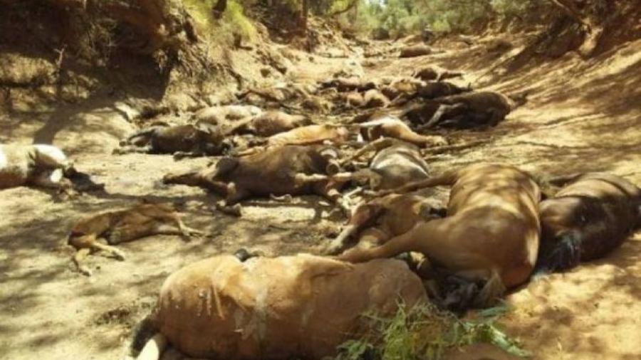 Decenas de caballos salvajes mueren de sed en la ola de calor de Australia