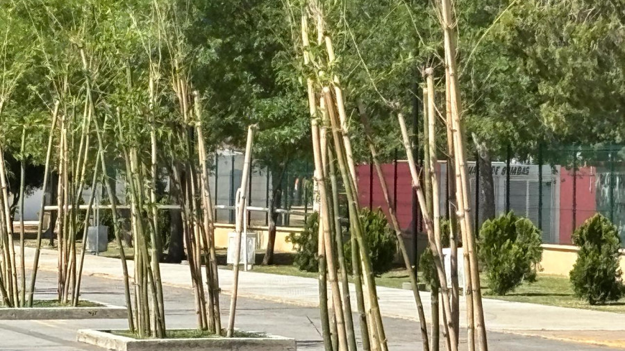 Piden plantar &aacute;rboles para combatir altas temperaturas en verano 