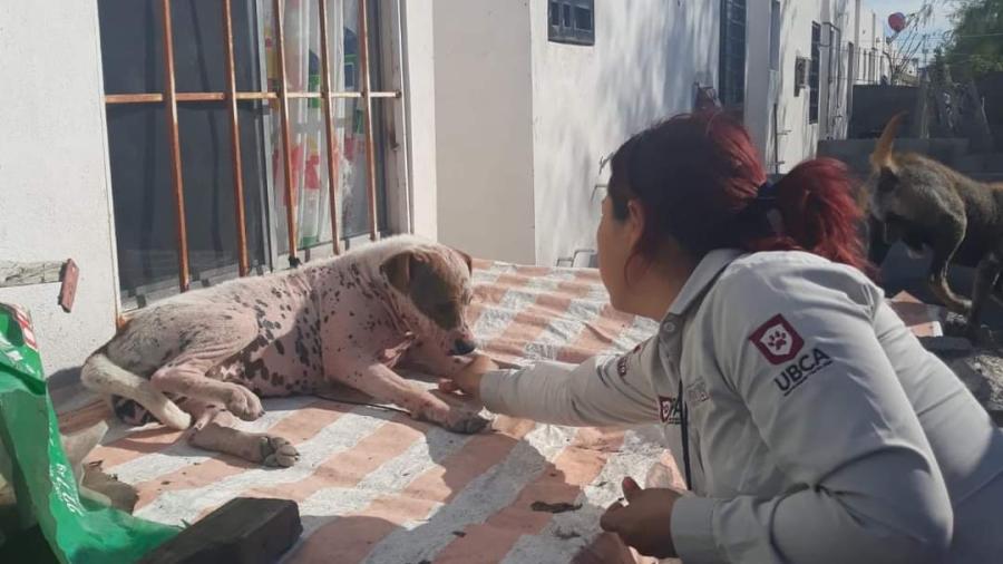 Protege Alcalde Carlos Peña Ortiz a mascotas en condición de calle