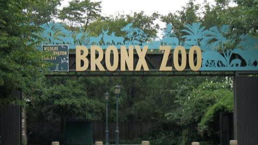 Felinos en el zoológico del Bronx dan positivo en COVID-19
