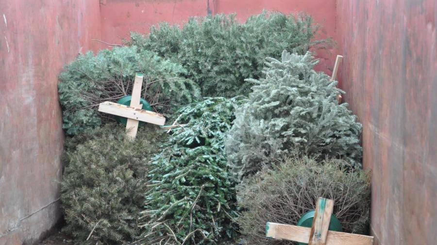 Habilitan centros de acopio de árboles de navidad