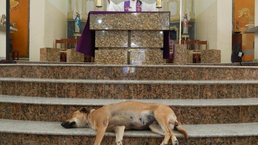 Sacerdote de Brasil rescata y adopta perritos de la calle