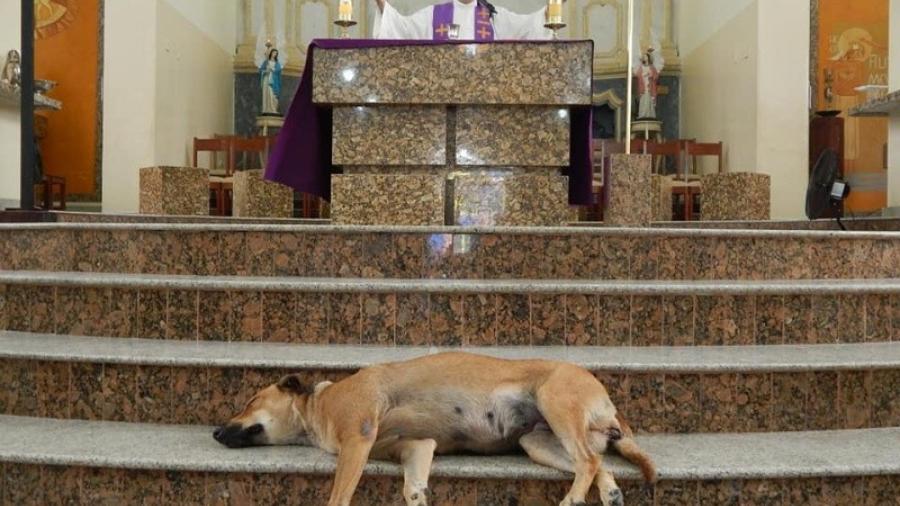 Sacerdote de Brasil rescata y adopta perritos de la calle