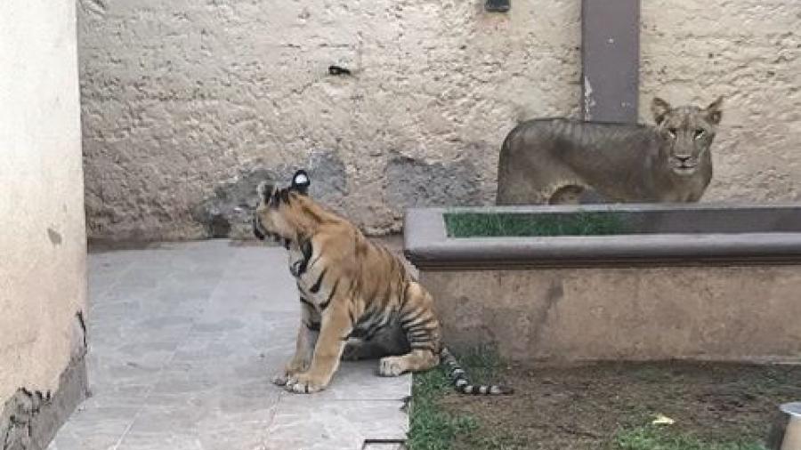 Aseguran cinco animales de vida silvestre en Chihuahua